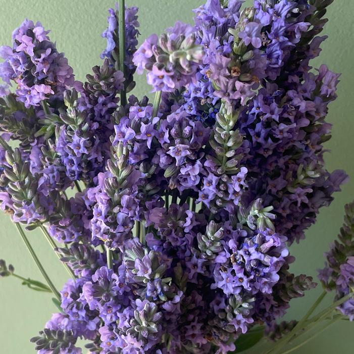 SENSATIONAL® LAVENDER