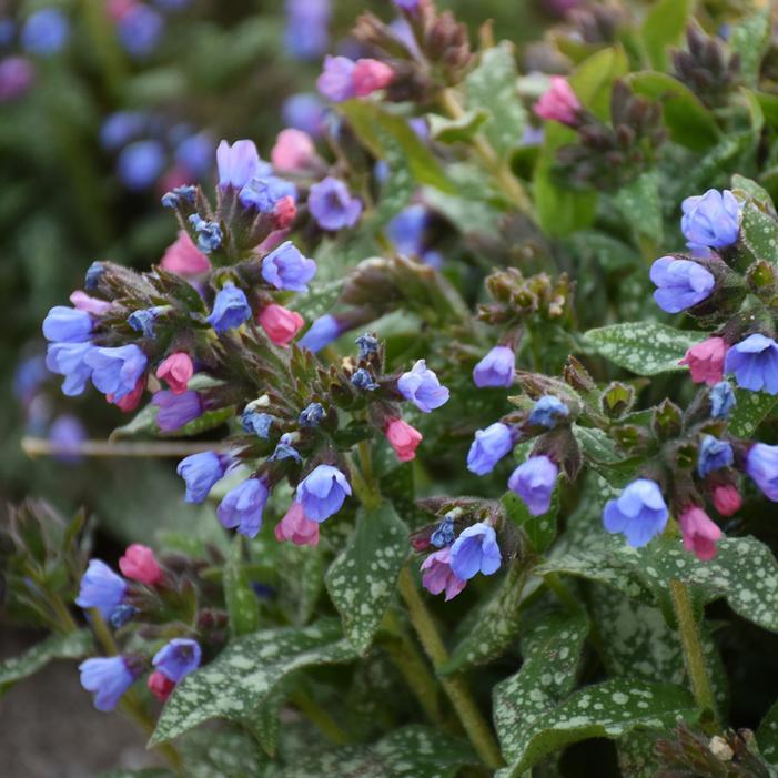 PINK-A-BLUE LUNGWORT