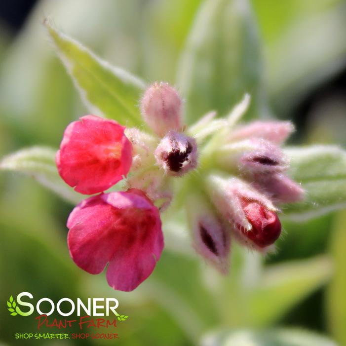 RASPBERRY FROST LUNGWORT