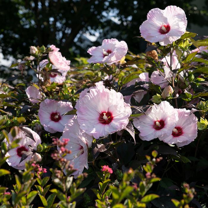 HEAD OVER HEELS® BLUSH™ HARDY HIBISCUS