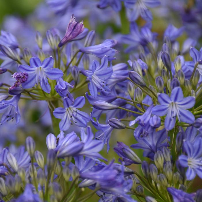 LITTLE GALAXY LILY OF THE NILE