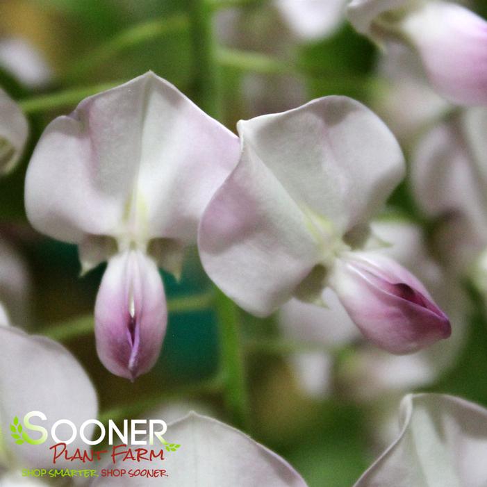 ROSEA BENI FUJI WISTERIA