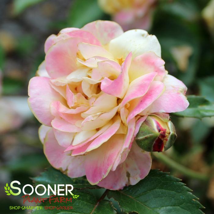 LIFE OF THE PARTY™ FLORIBUNDA ROSE