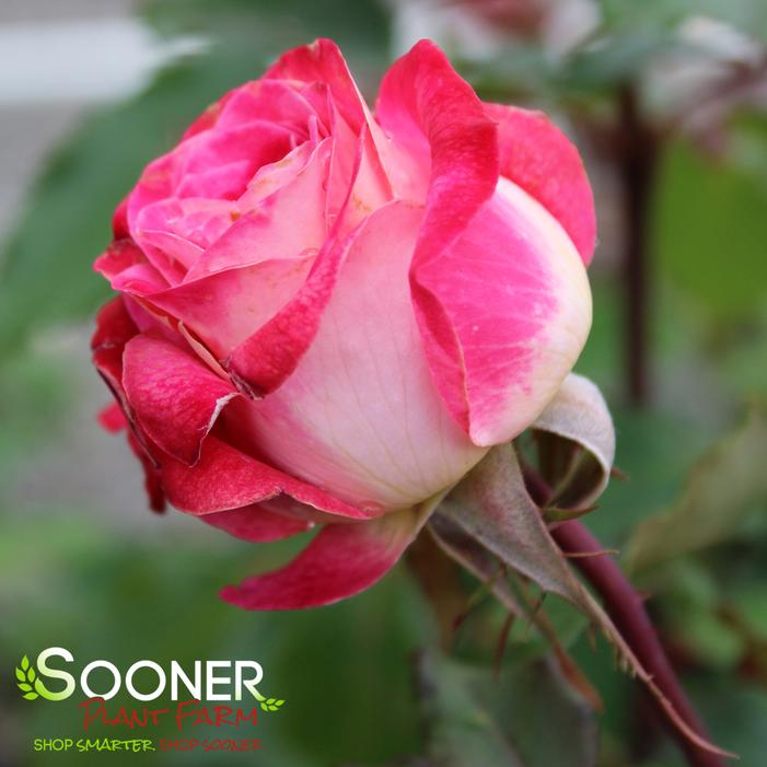 LOVE AT FIRST SIGHT™ HYBRID TEA ROSE