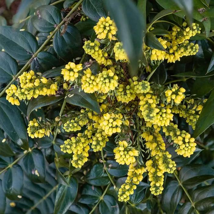 MARVEL MAHONIA