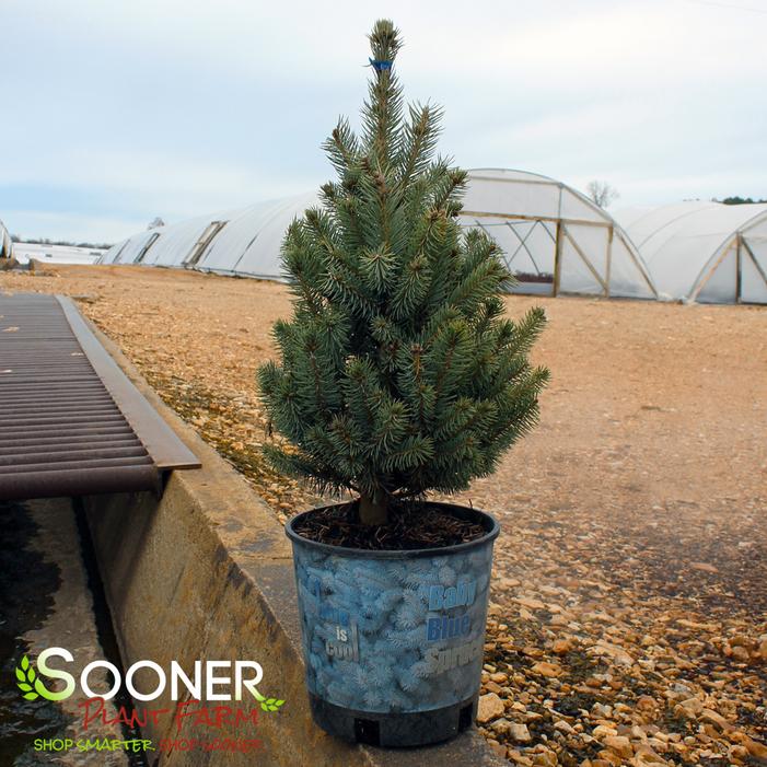 BABY BLUE COLORADO BLUE SPRUCE