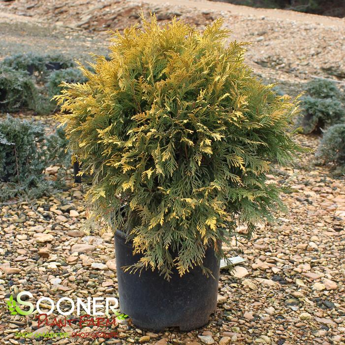 GOLDEN GLOBE ARBORVITAE