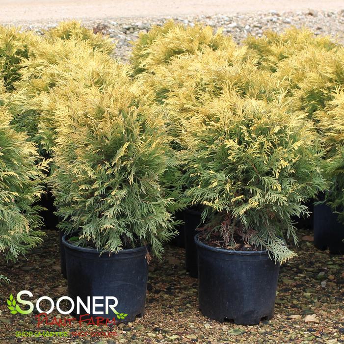 Golden Globe Arborvitae – Live Seedling, Quart Pot, Fast Growing Evergreen