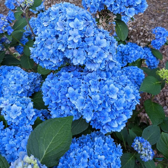DOUBLE DOWN® HYDRANGEA