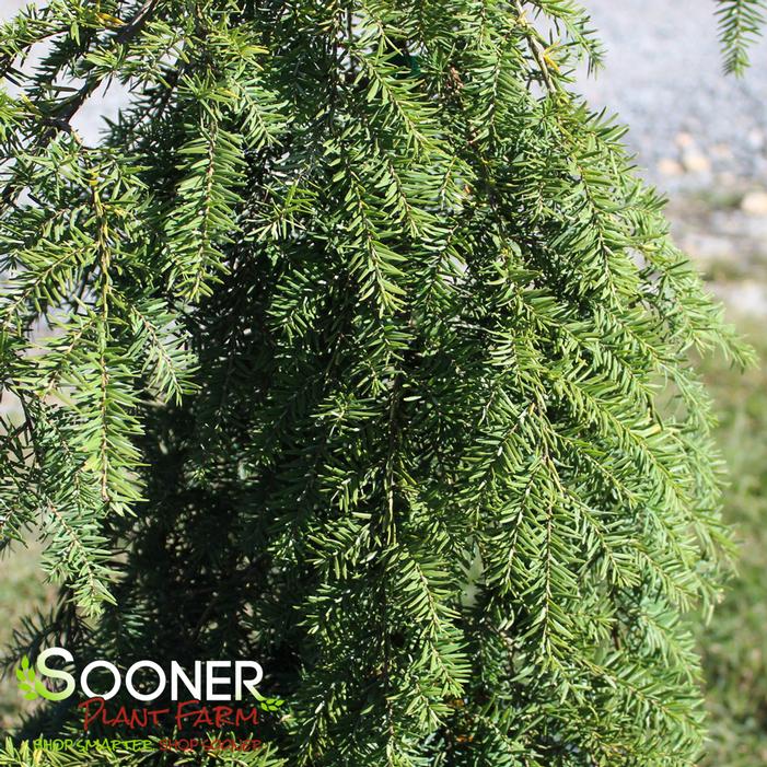 SARGENT'S WEEPING CANADIAN HEMLOCK