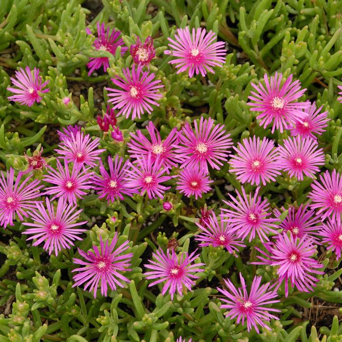 ICE PLANT