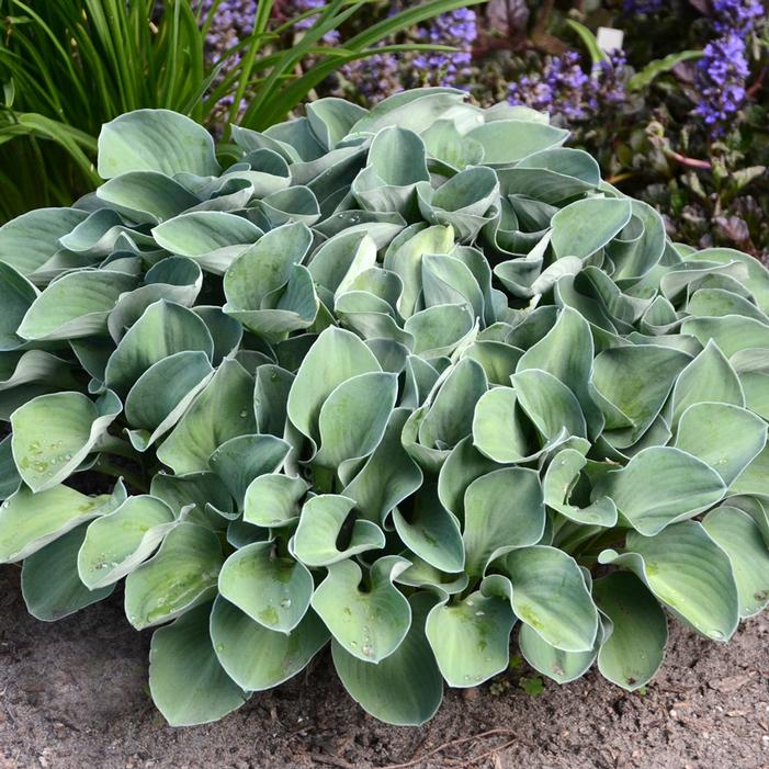 BLUE MOUSE EARS HOSTA