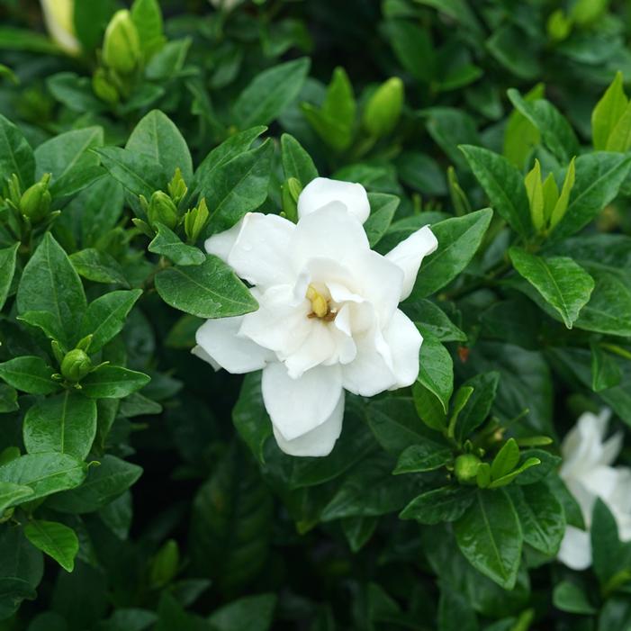 PILLOW TALK® GARDENIA