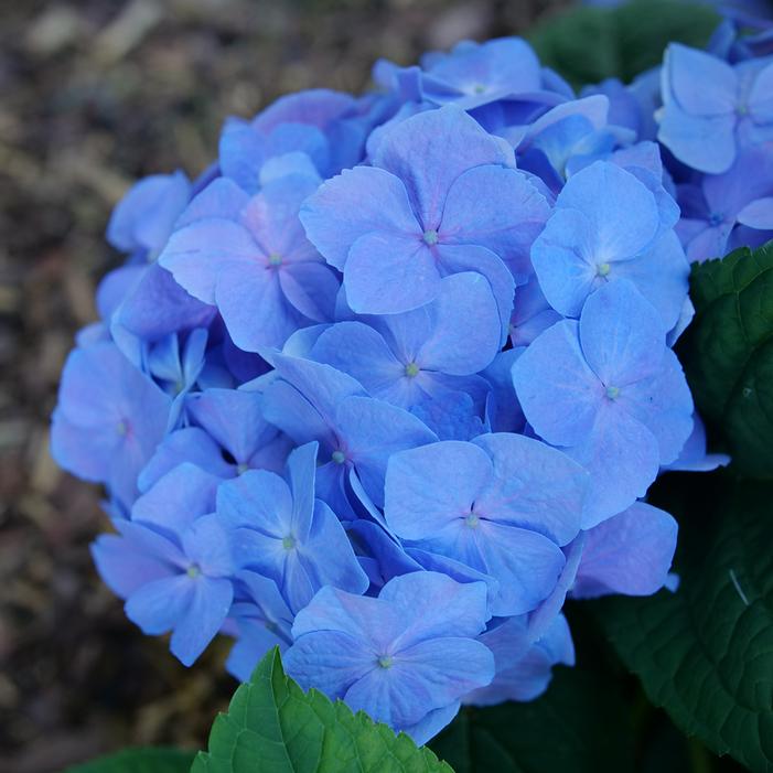 LET'S DANCE SKY VIEW® HYDRANGEA