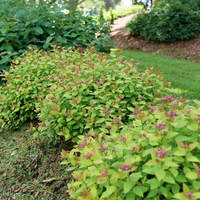 DOUBLE PLAY® DOLLY™ SPIRAEA