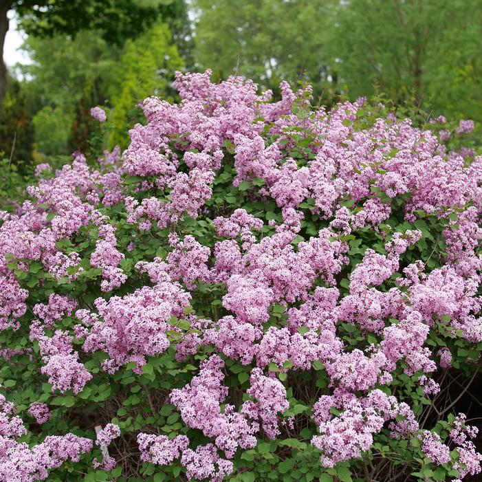 BLOOMERANG® PURPINK™ LILAC