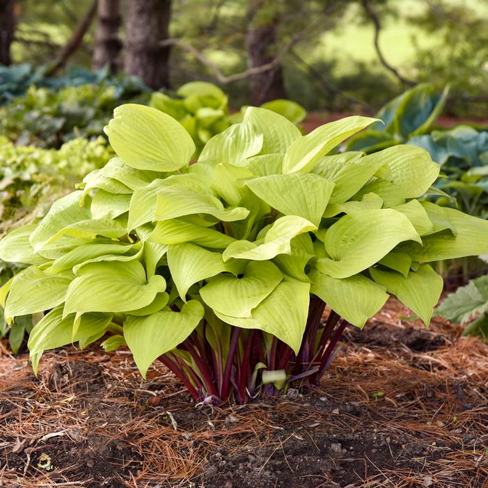 DESIGNER GENES HOSTA