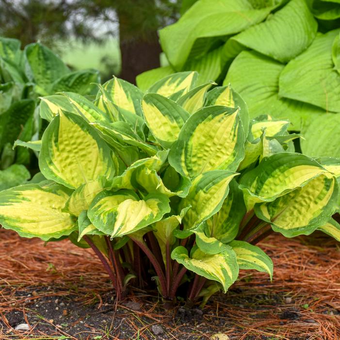 ISLAND BREEZE HOSTA