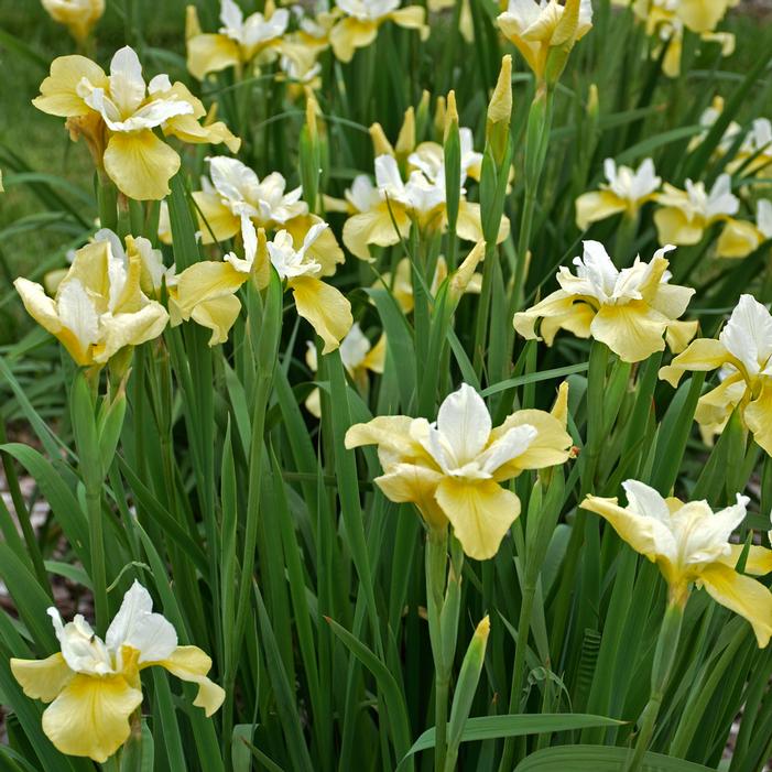 Butter and Sugar Siberian Iris | Sooner Plant Farm