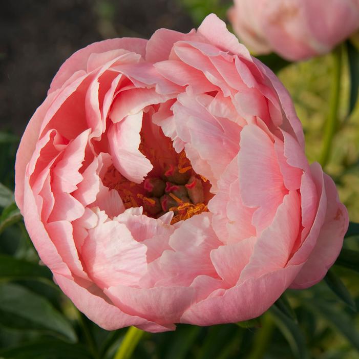 CORAL CHARM GARDEN PEONY