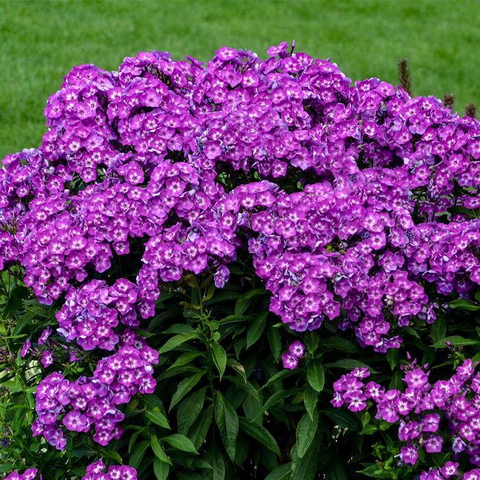 LAURA GARDEN PHLOX