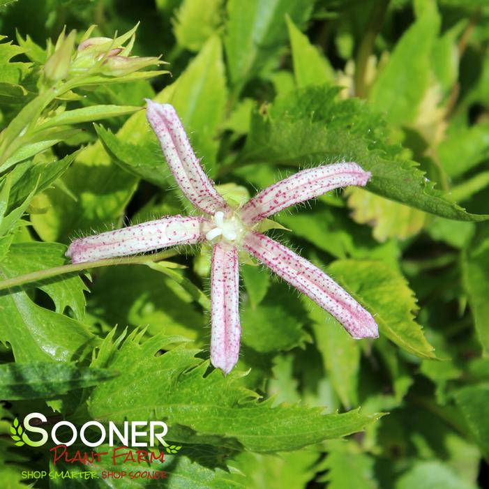 PINK OCTOPUS BELLFLOWER