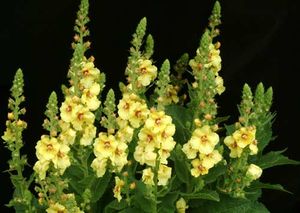 LEMON SORBET MULLEIN