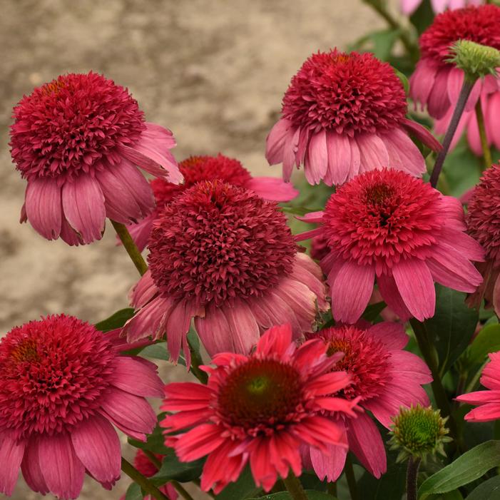 DOUBLE DIPPED™ WATERMELON SUGAR CONEFLOWER