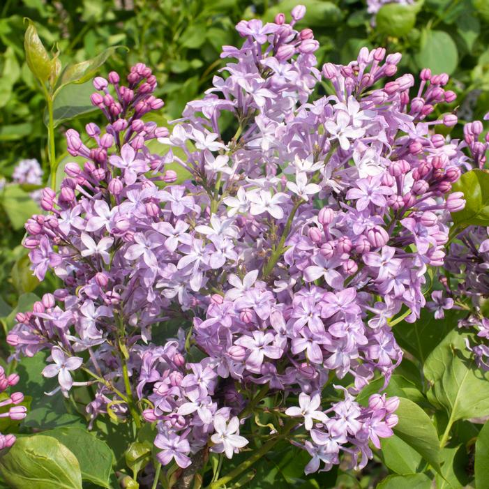 NEW AGE™ LAVENDER LILAC