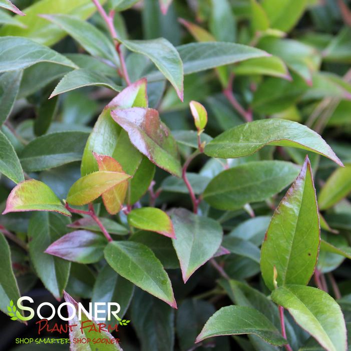 SQUIRT™ COMPACT LEUCOTHOE