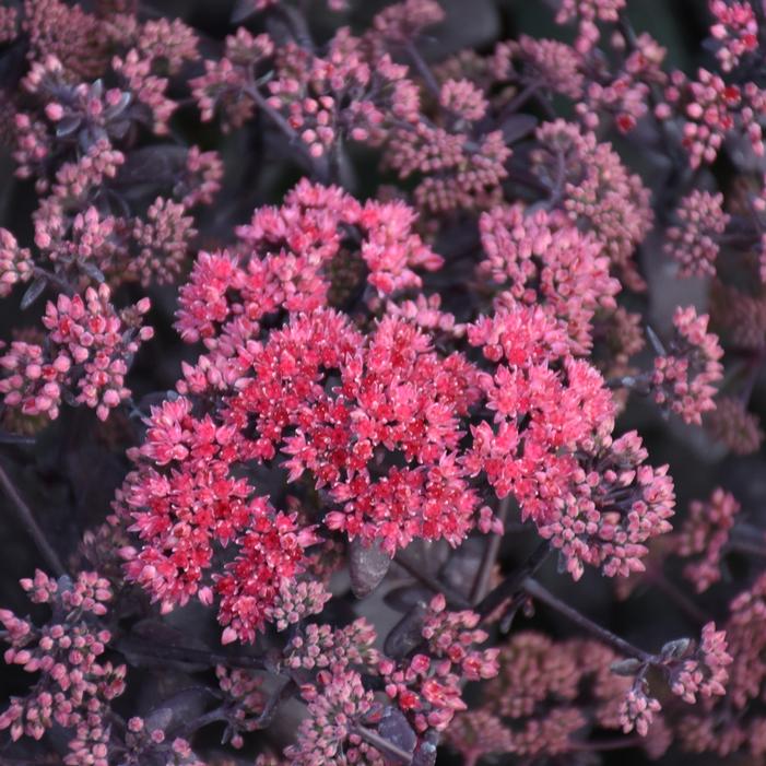 ROCK 'N GROW® MIDNIGHT VELVET SEDUM