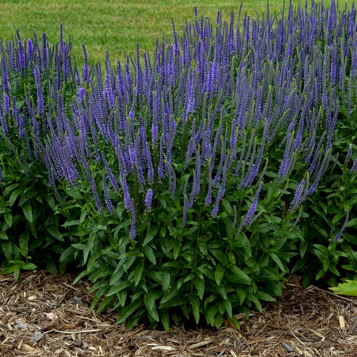 BLUE SKYWALKER SPEEDWELL