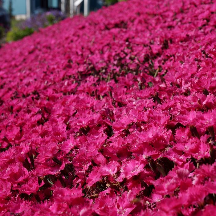 VIVID™ BRIGHT LIGHT DIANTHUS