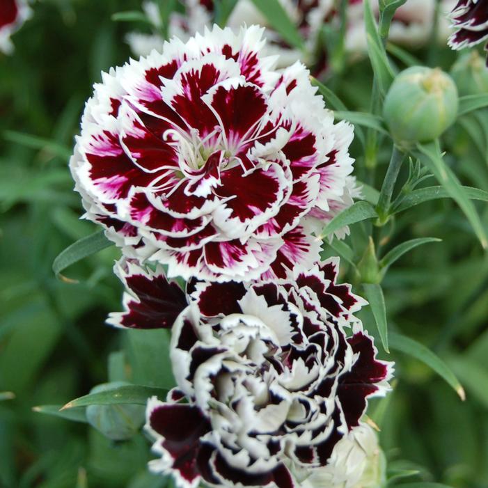VELVET 'N LACE CHINESE DIANTHUS