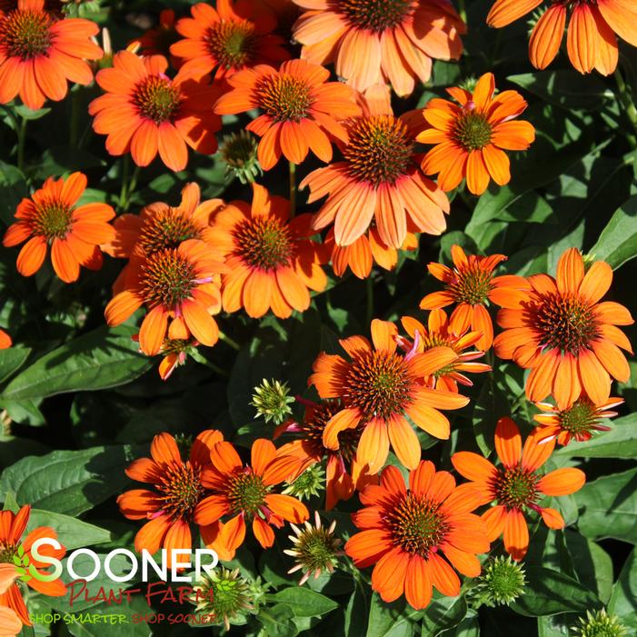 SOMBRERO® ADOBE ORANGE CONEFLOWER