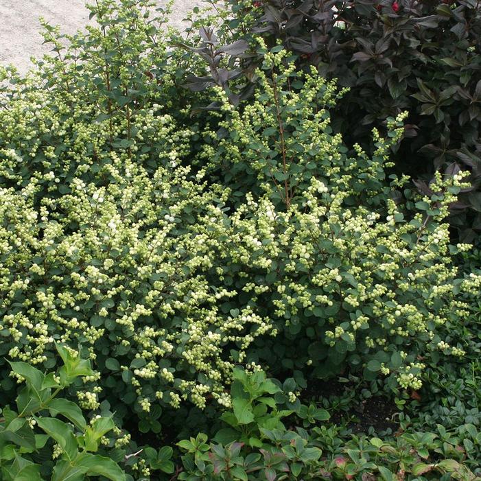 MAGICAL® AVALANCHE CORALBERRY