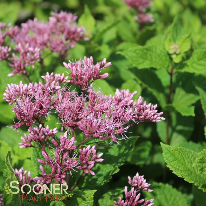 LITTLE JOE JOE PYE WEED