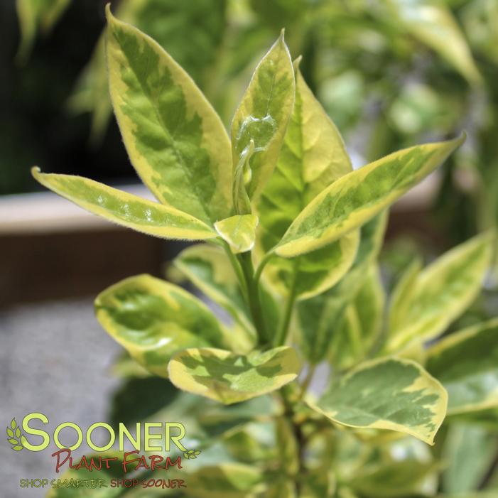 Image property of Sooner Plant Farm, Inc.
