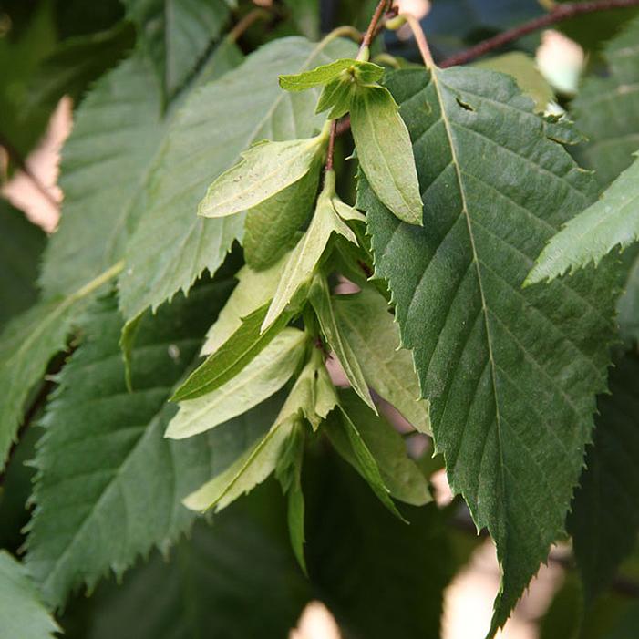 NATIVE FLAME® AMERICAN HORNBEAM