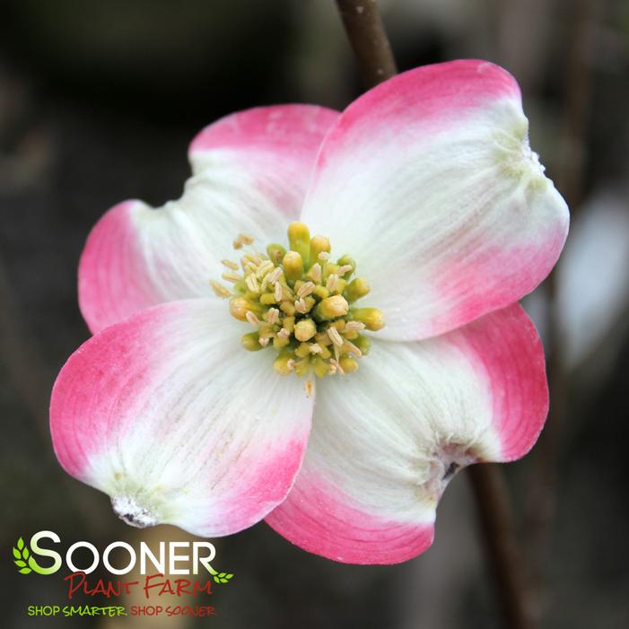 RAGIN' PINK™ DOGWOOD
