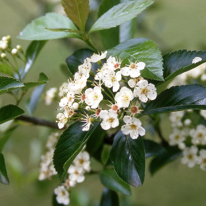 THORNLESS COCKSPUR HAWTHORN