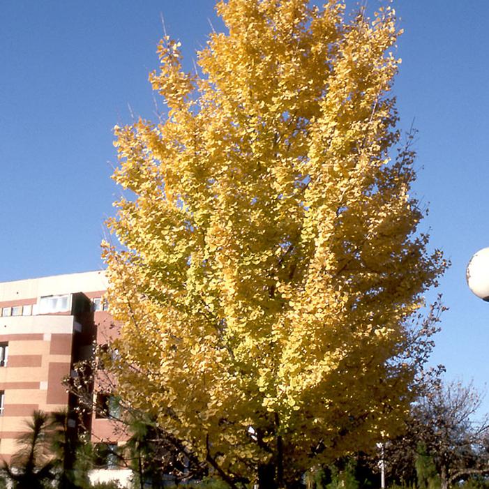 GOLDEN COLONNADE® GINKGO