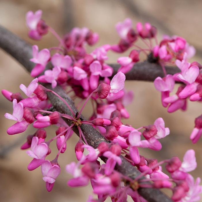 Heart's Desire™ Redbud | Sooner Plant Farm