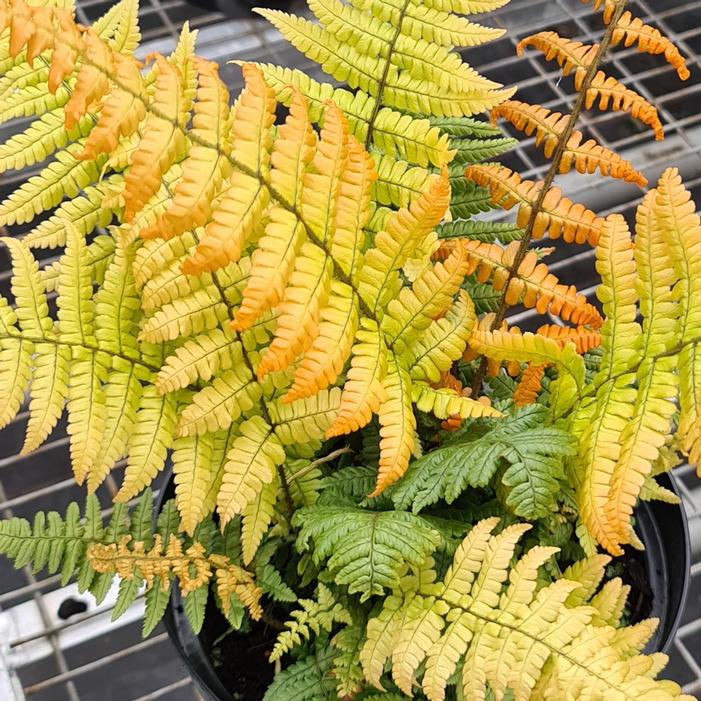 JURASSIC GOLD FERN