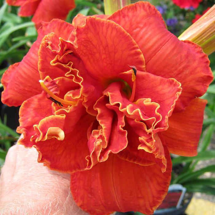 MOSES' FIRE DAYLILY