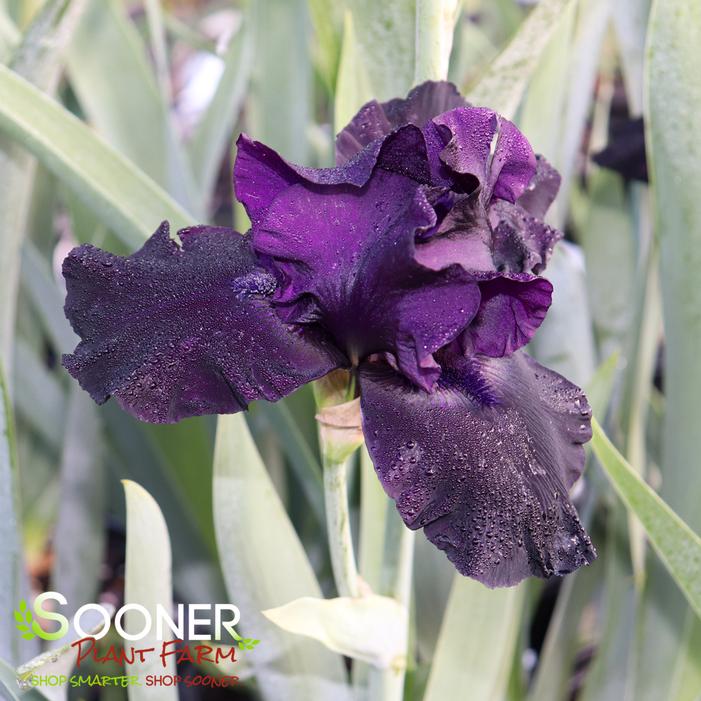 BLACKWATER TALL BEARDED IRIS