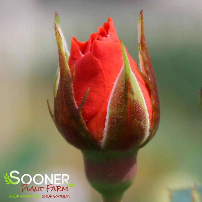 ALL A'TWITTER™ MINIATURE ROSE