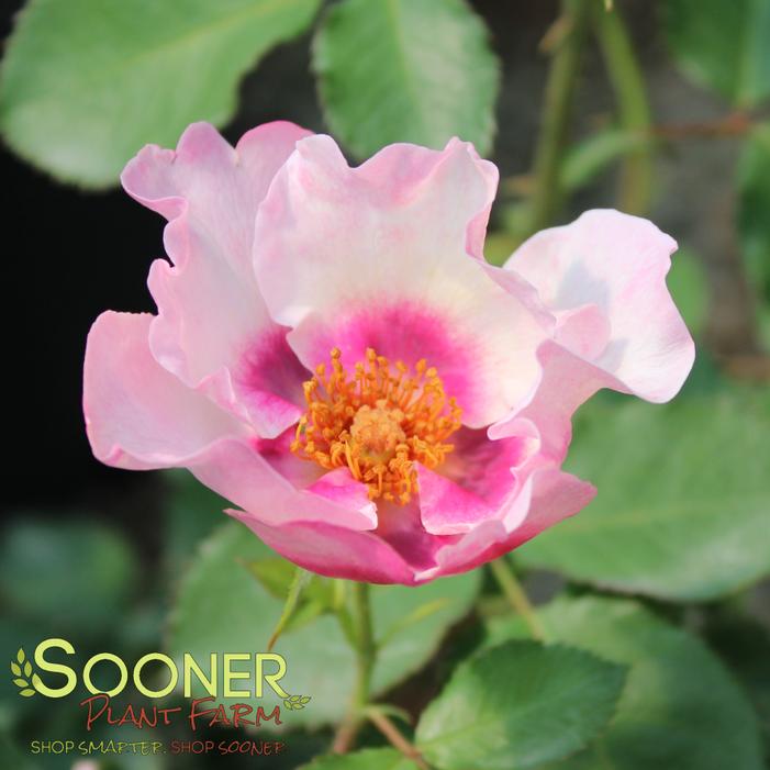 Image property of Sooner Plant Farm, Inc.