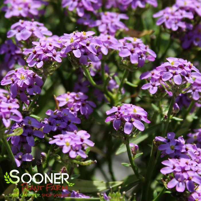 MERMAID LAVENDER CANDYTUFT