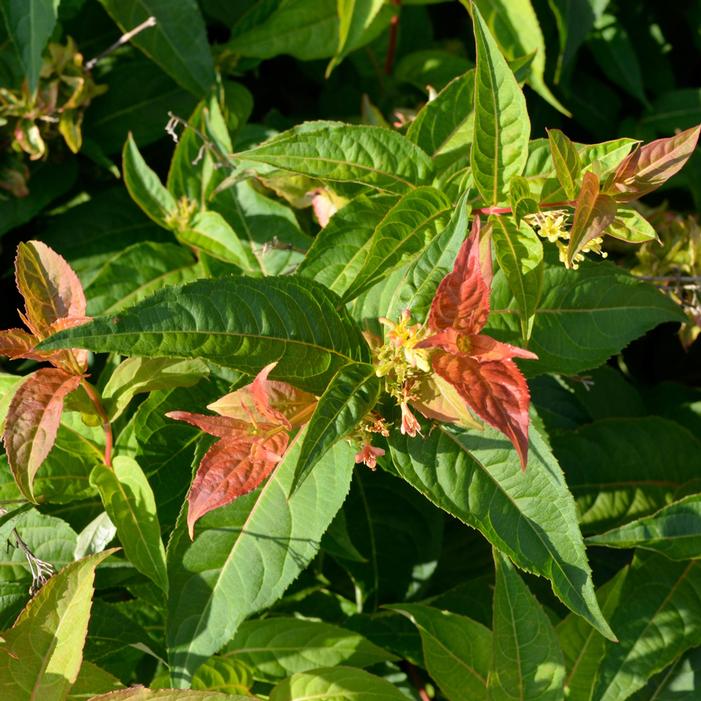 MICHIGAN SUNSET DWARF BUSH HONEYSUCKLE